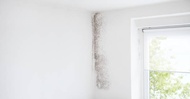 Mold Odor Removal Services in Cambridge Springs, PA